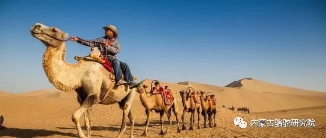 为什么骆驼能在沙漠生活