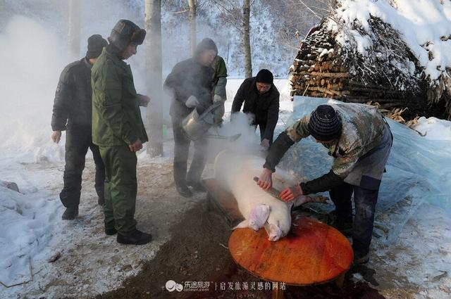 冰天雪地杀年猪 热气腾腾东北味