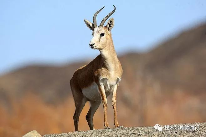 规模宏大的中亚草原动物大迁徙已成为过去