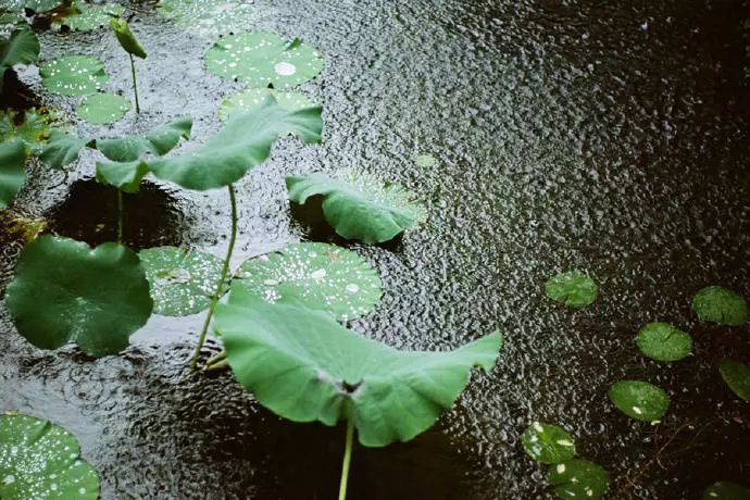 雅音|《相思风雨中》爱悠悠,恨悠悠,爱恨交织相思风雨