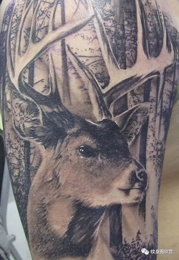 动物纹身 - 鹿纹身图案(87张)