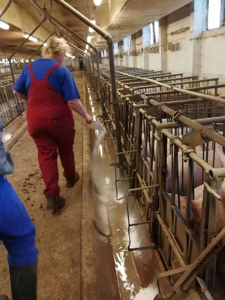 走访丨psy超过28,母猪存栏2000头的猪场如何运营?这里