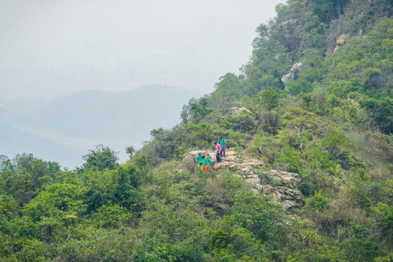 21周日登高明茶山赏美景 品美味茶山鸡