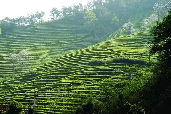 金华忆难忘茶叶情