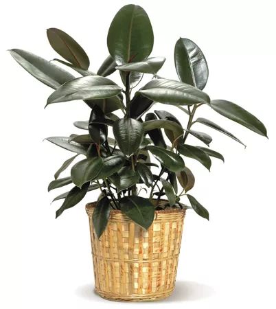 7. 橡胶树(rubber plant)