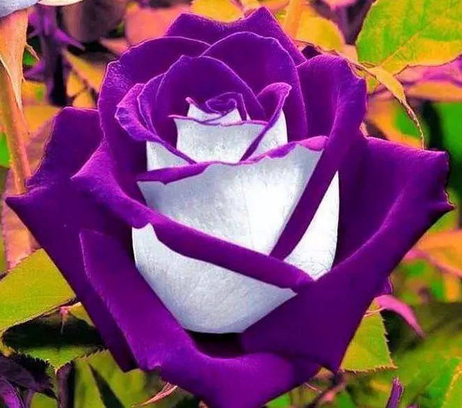 早上好!朋友节 送你111朵玫瑰花,愿你永远开心健康!