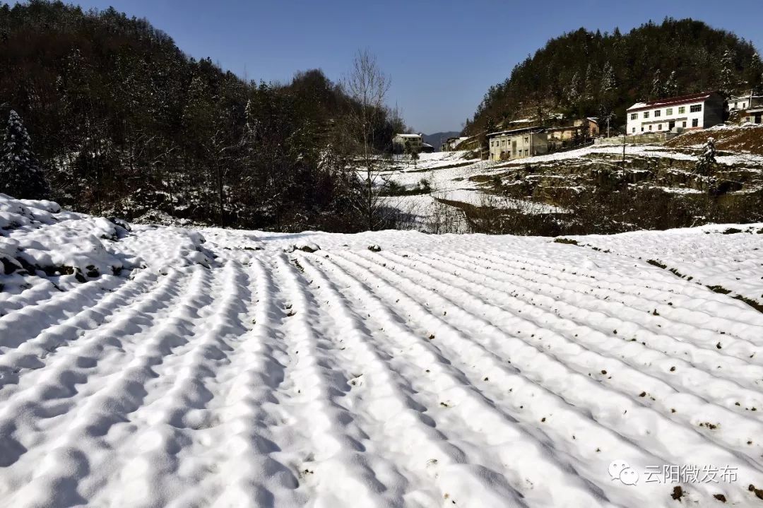 谁说云阳没雪景这些本土雪景美图每张都可以做壁纸