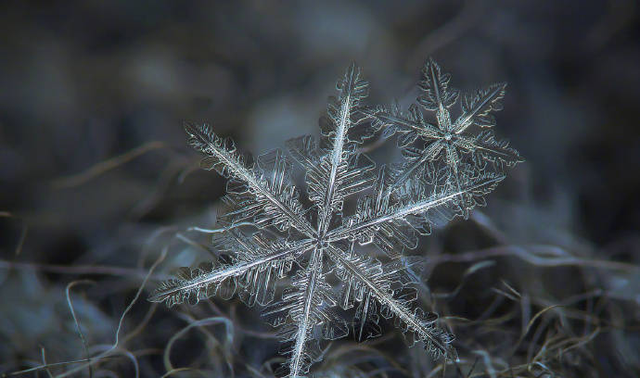 显微镜下的雪花轮廓清晰形态各异呈现出极其精美的图案