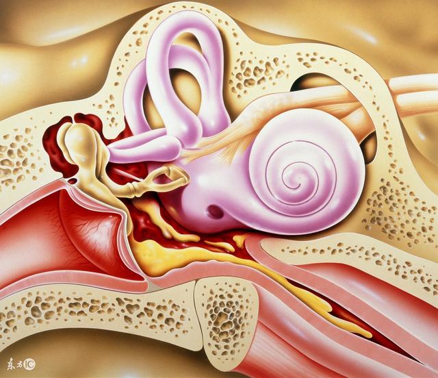 外耳道炎和中耳炎有什么区别呢?