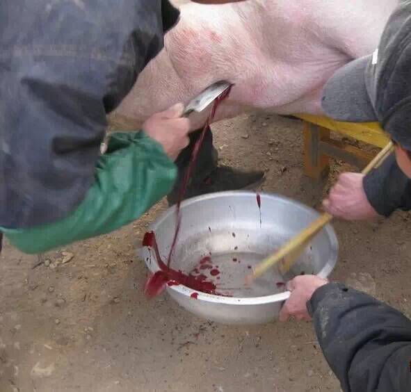 年前杀猪全过程小时候没见过的慎入过程比较吓人