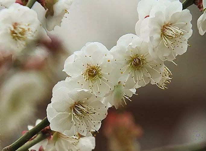 黄梅戏《梅花吟》配梅花图,太美了,沁人心脾!