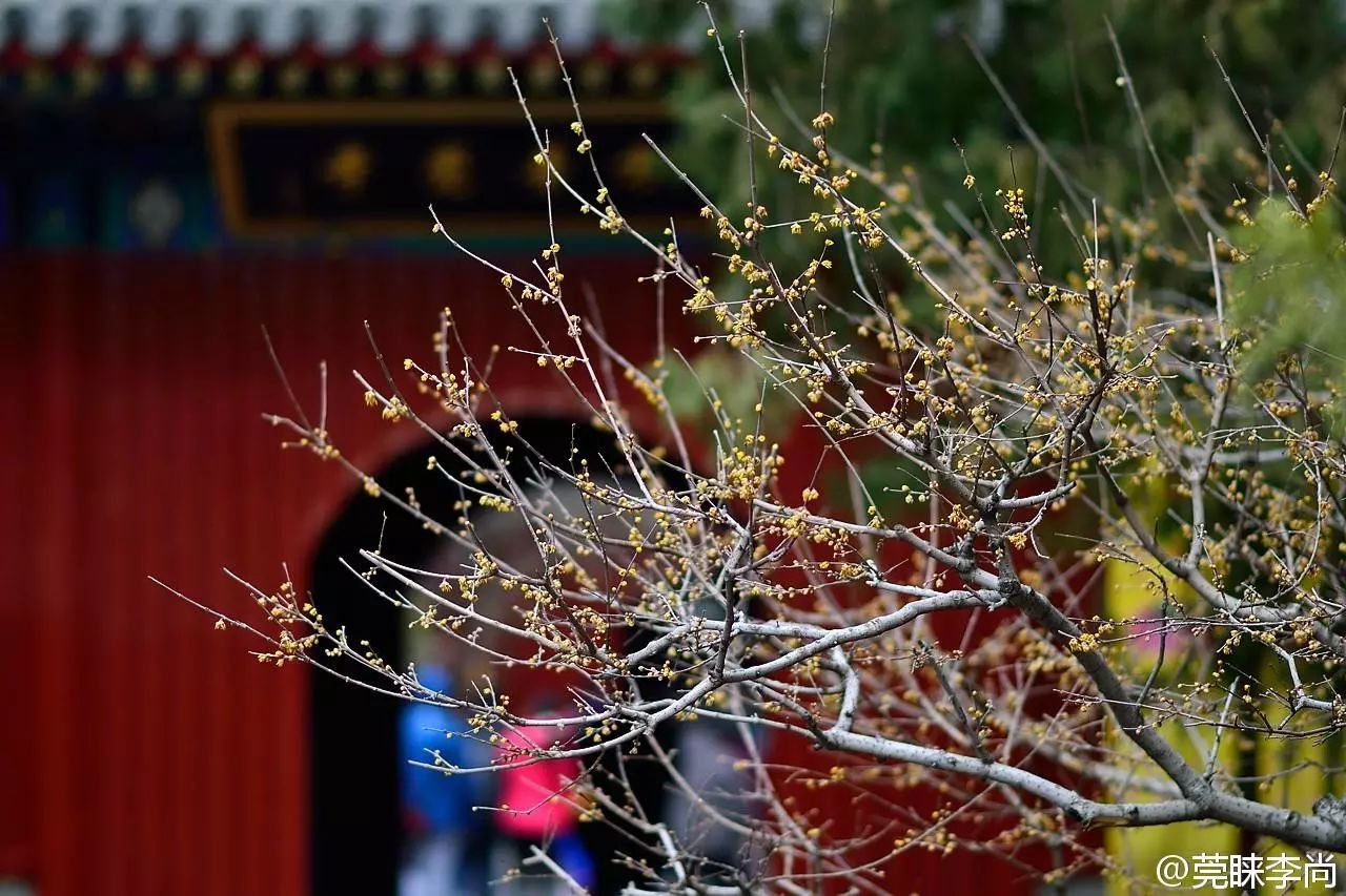 别再等北京的雪了,这里的腊梅开得正艳!快来赏梅!