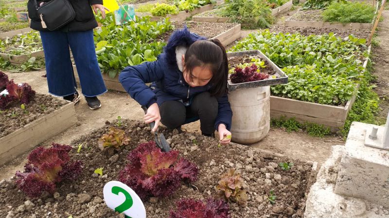 【科普活动】徐泾镇第一届亲子农耕课堂之"我们一同成长"种植比赛开幕