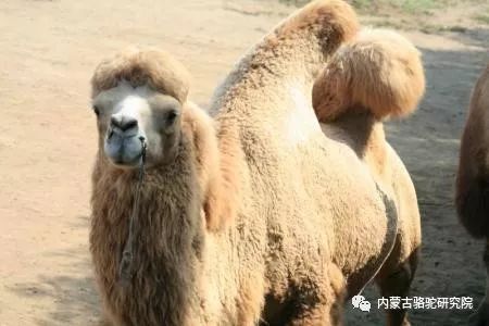 为什么骆驼能在沙漠生活
