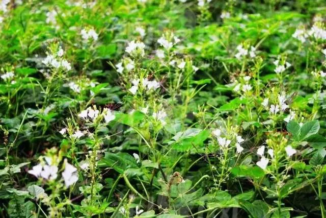 下面这些在 防城港乡间常见的野菜 吃法推荐:上汤白花菜,白花菜炒蛋