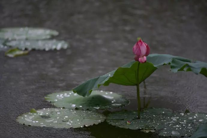 雅音|《相思风雨中》爱悠悠,恨悠悠,爱恨交织相思风雨