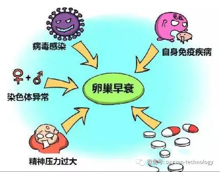 干细胞助你远离卵巢早衰的困扰