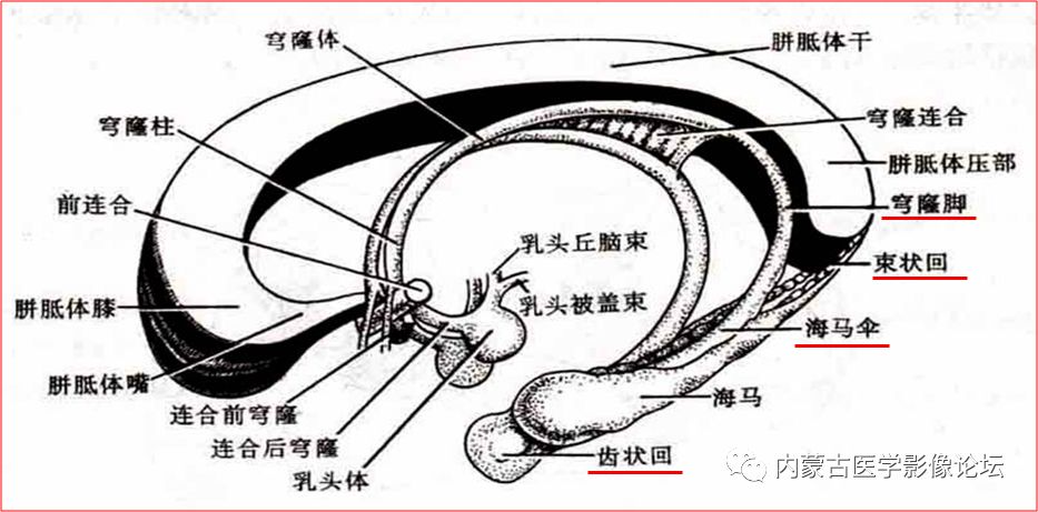 白质部分:海马伞--穹窿脚--穹窿联合 --穹窿灰质部分:海 马--齿状回