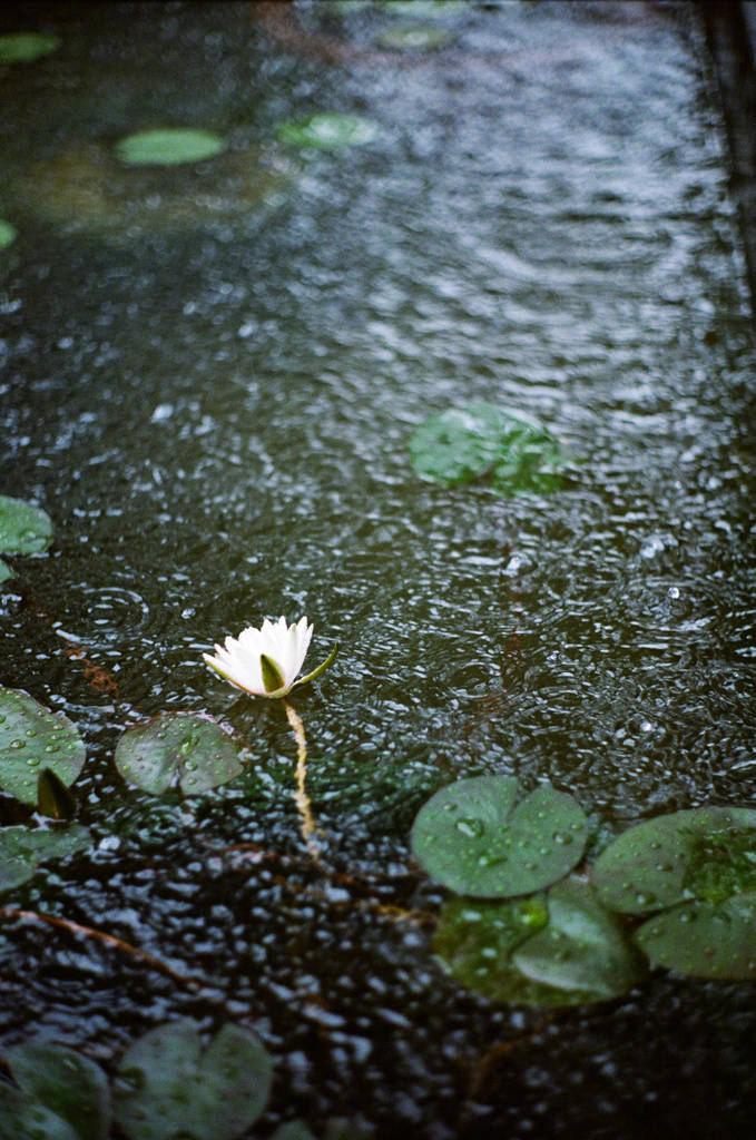 雅音|《相思风雨中》爱悠悠,恨悠悠,爱恨交织相思风雨