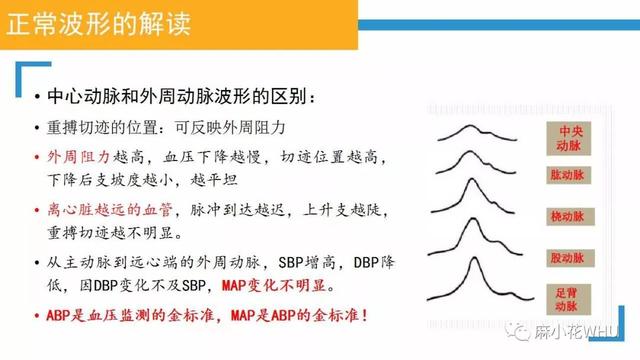 测量动脉血压的原理是什么_肱动脉测量血压图片