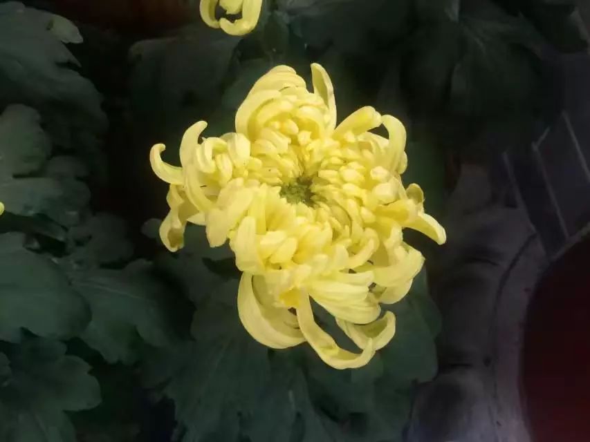 黄色的菊花在中国代表相思.味道稍苦,常用于散风热,用它泡水可以败火.