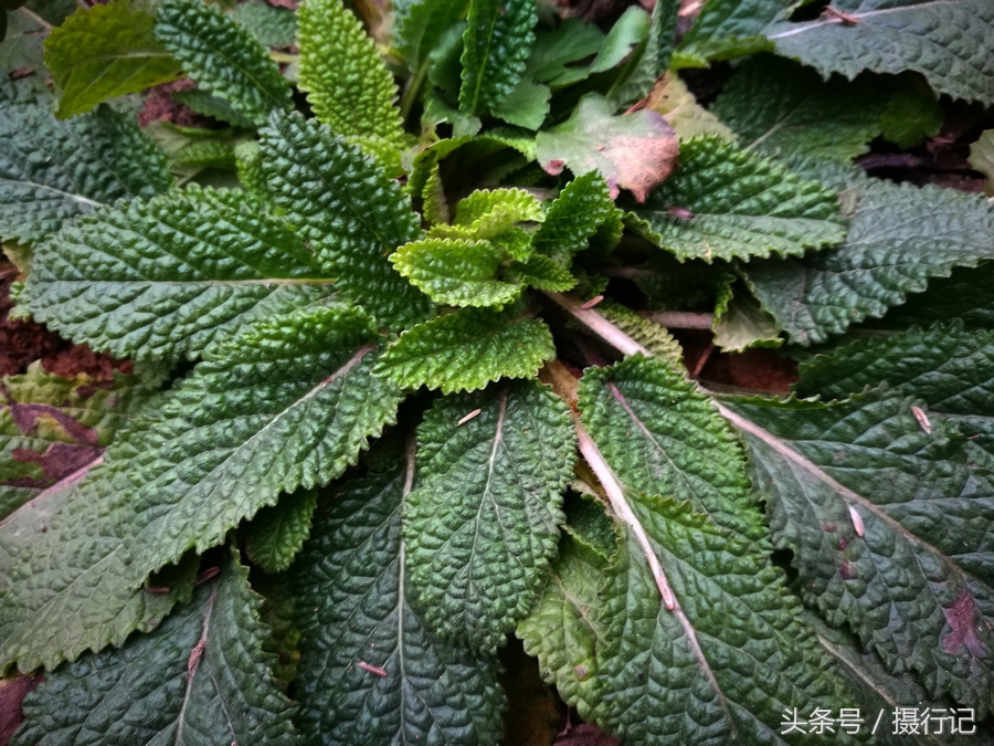 癞蛤蟆草常生于山坡,田埂,荒地,路边等处.