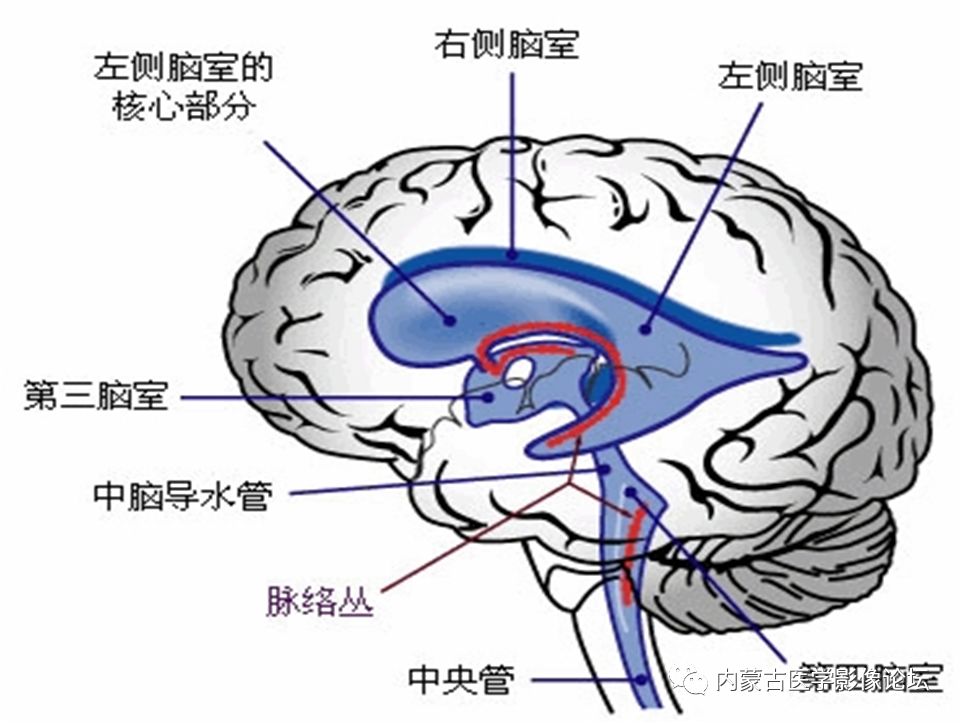 海马结构(hf)