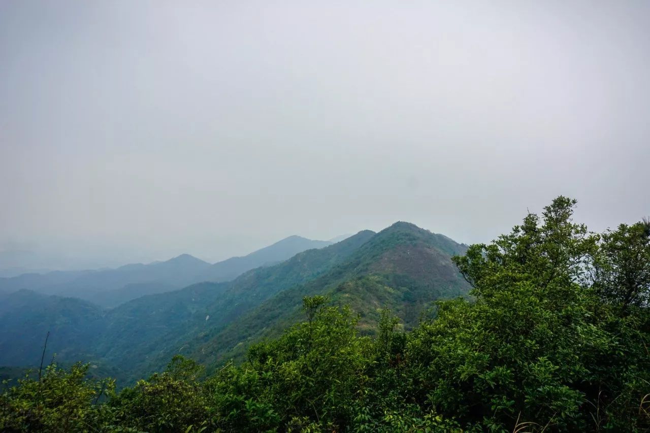 21周日登高明茶山赏美景 品美味茶山