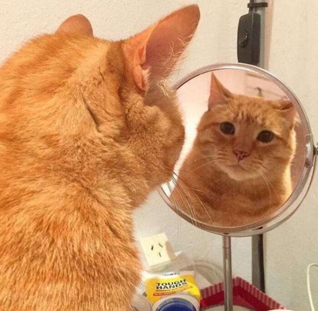 想给家里的橘猫主子减肥,这货很有信心的表达:"我还挺