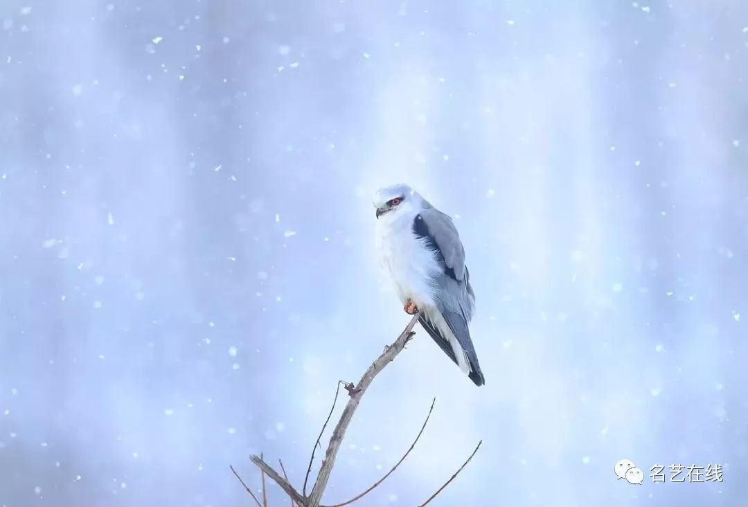 【国画素材】雪中鸟,美景!