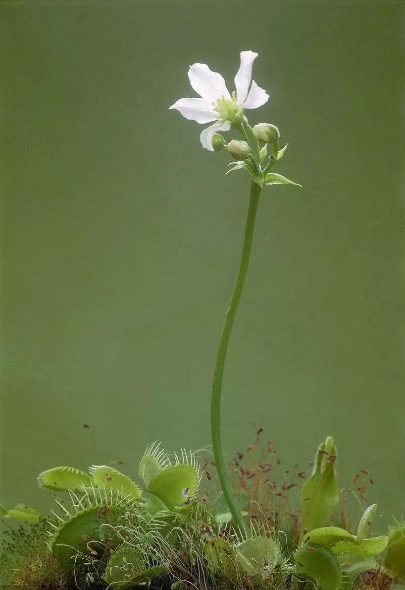 过阵子,它会长出一支高达15到25公分的花茎,在顶端约有10个花苞.