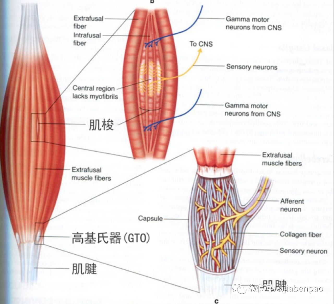 肌肉里的肌梭和肌腱里的gto示意图.