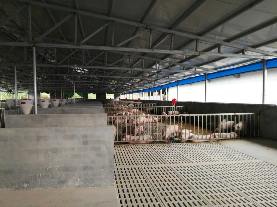 "养猪上楼" ——非接触式发酵床养猪零排放模式介绍