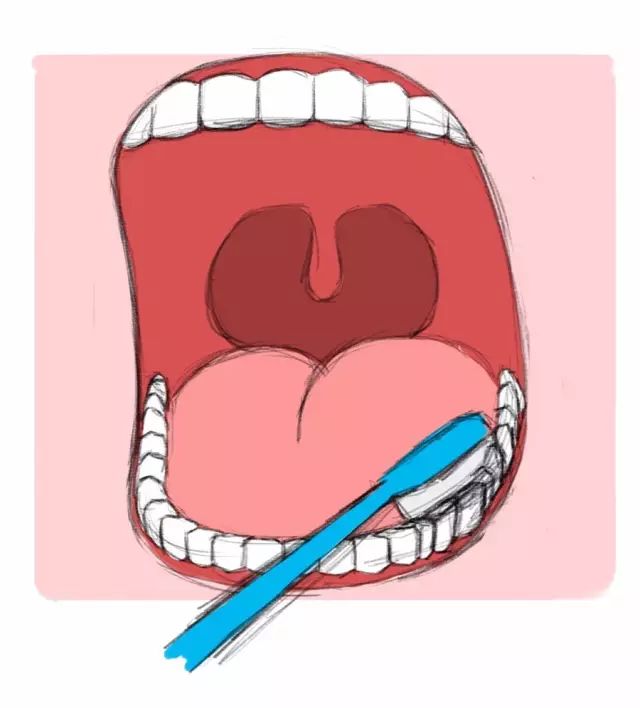 核心要点:牙刷毛必须斜45度放在牙齿和牙龈交界的位置,刷满2分钟.