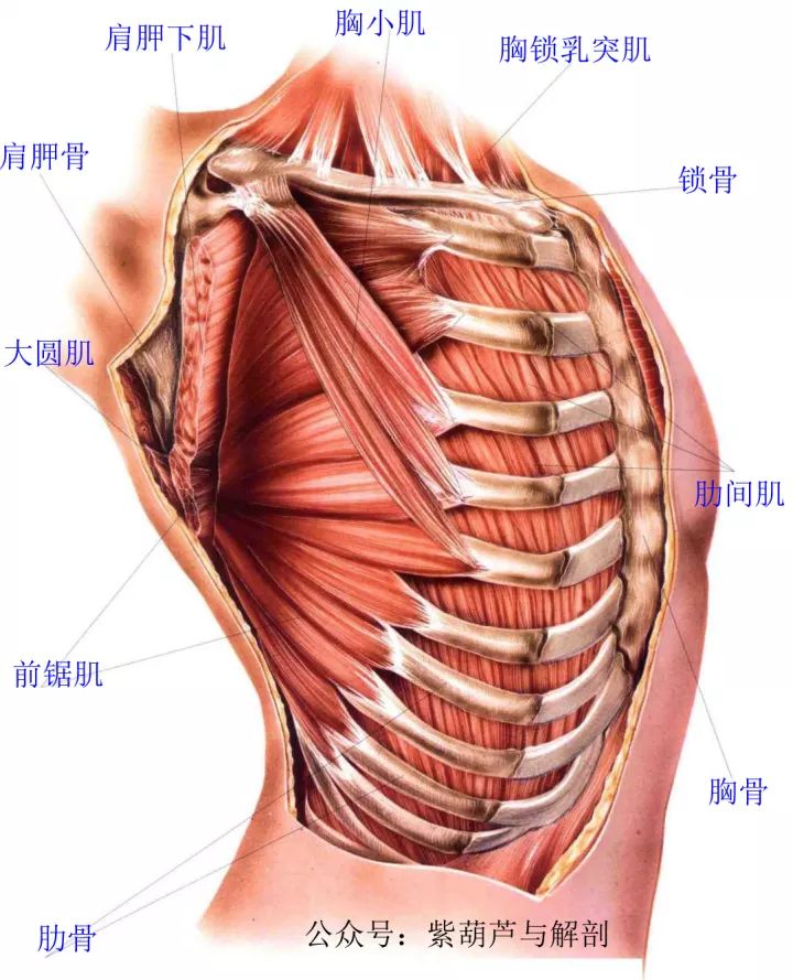 肩部和胸部肌肉解剖【两段视频】