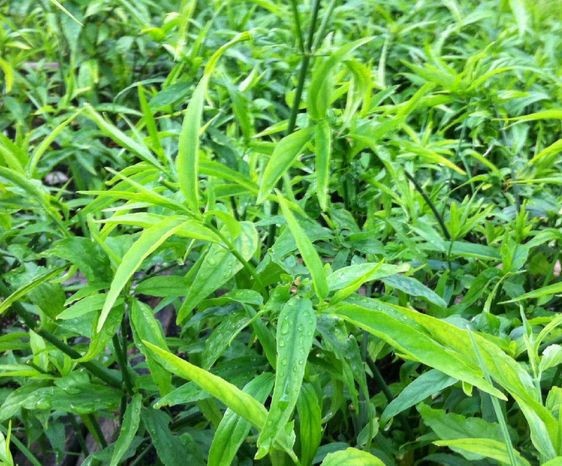 忧遁草是生长在海南岛五指山黎区热带雨林中一种珍稀野生抗癌植物