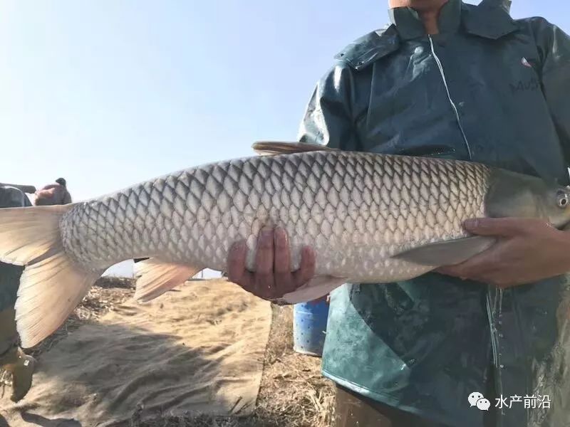 缺鱼湖北江西安徽湖南等地明显上涨大草鱼最高上涨12元统鲩最高上涨06