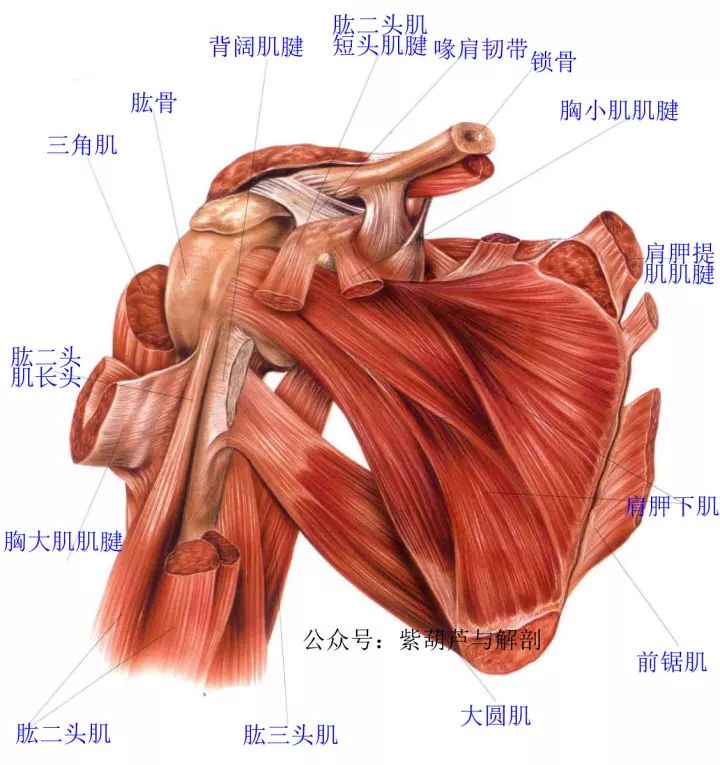 肩部前面深层观:【肱骨】:由肩至肘部形成臂部骨架的长骨.