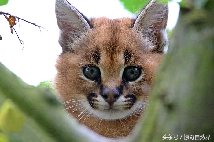 直击世界上最萌最可爱的猫科动物耳朵一撮长毛萌哭你