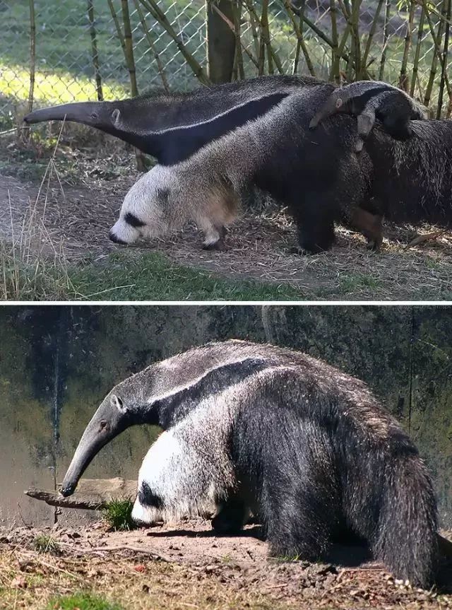 这些图太有欺诈性了!能一眼看出"真面目"的人,我服你!