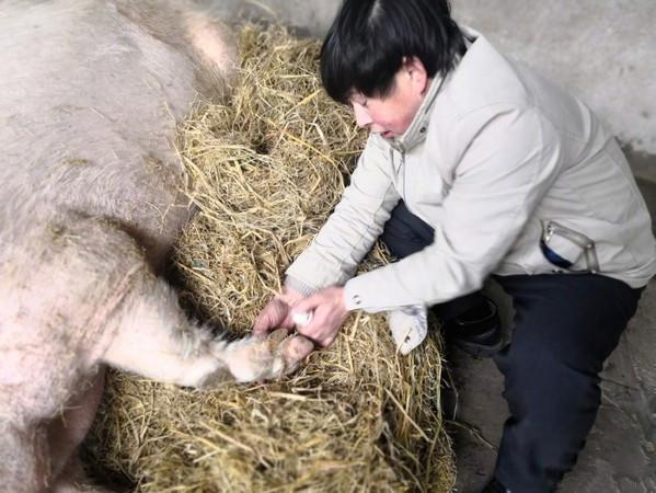 汶川地震被埋36天奇迹获救的猪坚强,未来要被做标本