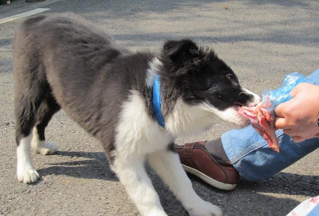 纯种边境牧羊犬的5大特征,你家是串串吗?