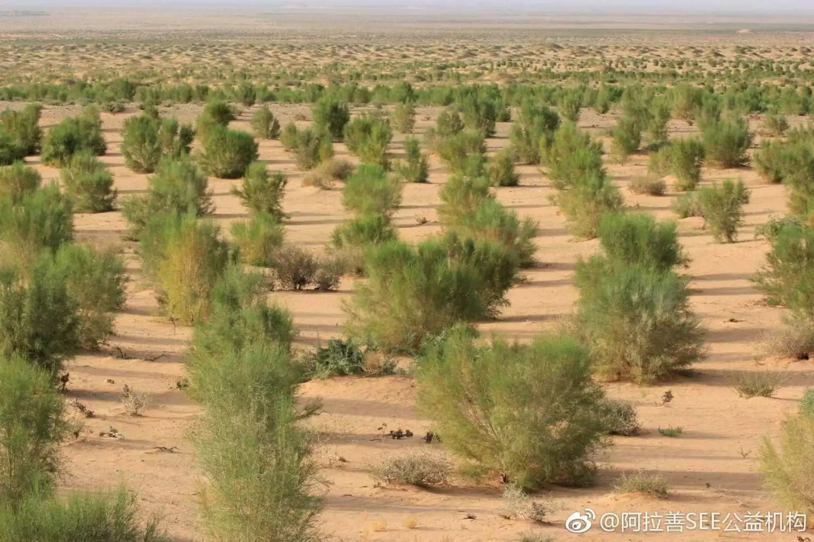 阿拉善公益开始日复一日 年复一年地壮大起来 梭梭树是一种能在沙漠