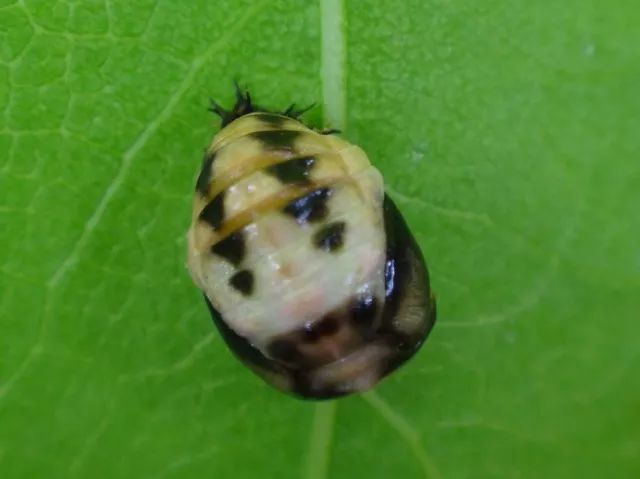 蛹柯氏素菌瓢虫▼柯氏素菌瓢虫-枸杞白粉病食蚜蝇▼食蚜蝇幼虫-竹梢凸