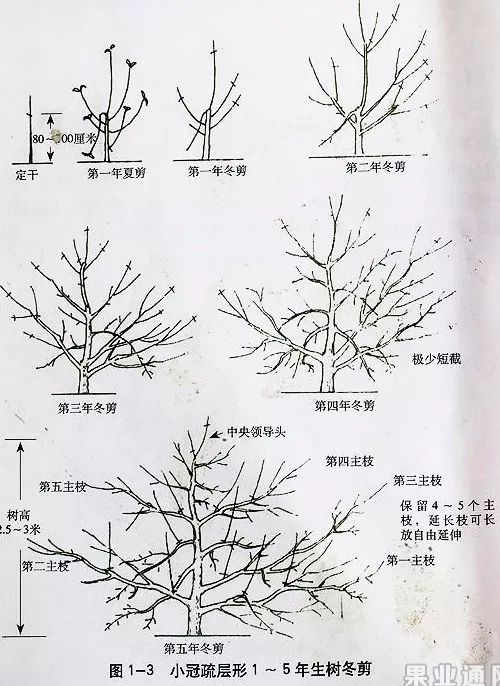 [图文并茂] 苹果树"傻瓜"修剪法——"小冠疏层形" 或许适合你的果园!