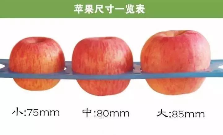 特级静宁苹果是 果径达85mm左右的大苹果,不同于其他普通的中小苹果