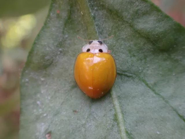 柯氏素菌瓢虫-枸杞白粉病食蚜蝇▼食蚜蝇幼虫-竹梢凸唇斑蚜食蚜蝇蛹