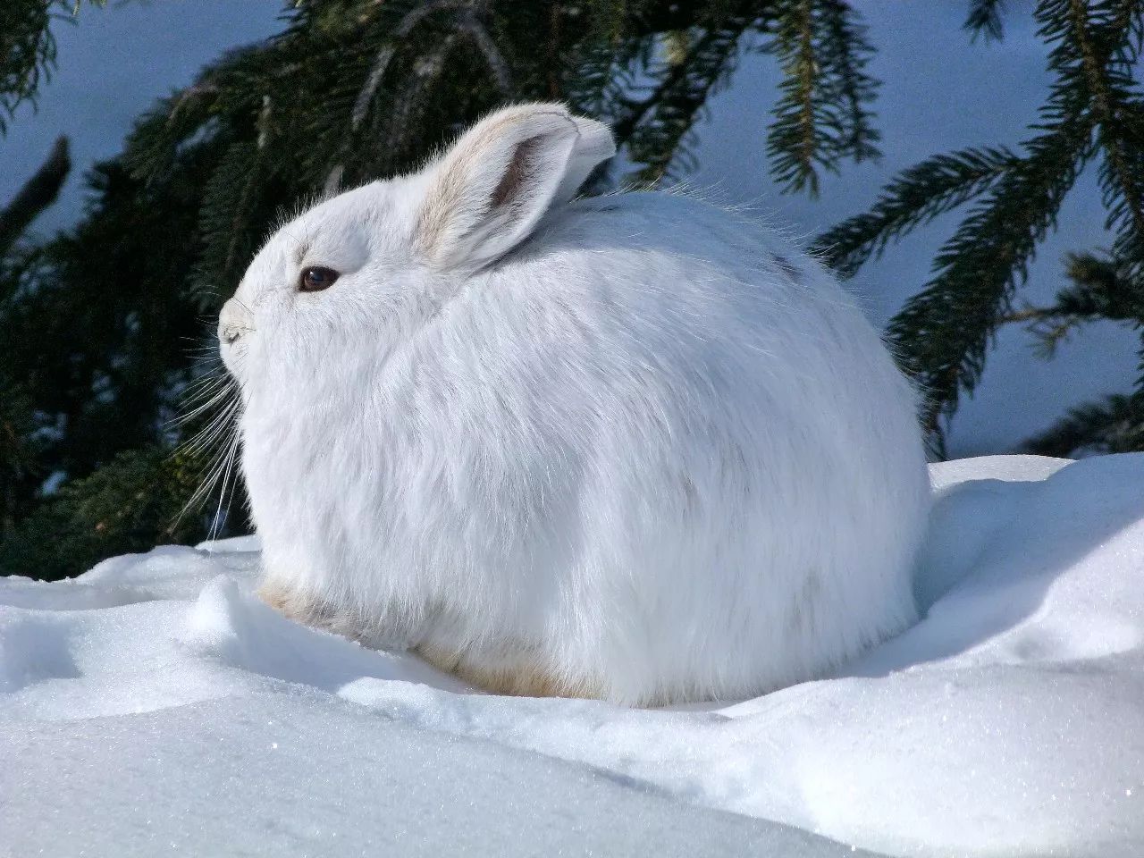 白靴兔自带大码雪地靴