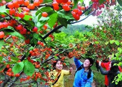 北宅樱桃节