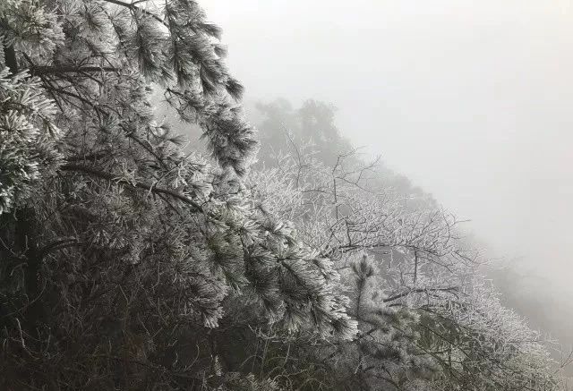 【悦读】山中雪后 | 井冈山雪景